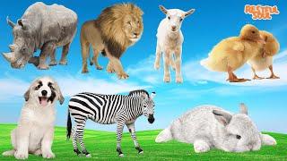 Listen to the sounds of animals Rhino Lion Goat Duck Dog Zebra Rabbit