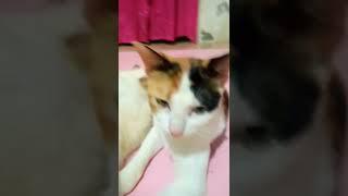 kucing berantem1