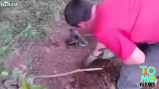 Perro enterrado vivo rescate