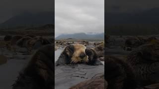 wouldn’t it be amazing to float like a sea otter? video by @maxwelhohn on IG #seaotter #nature