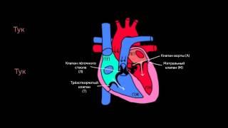 Тоны сердца