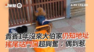 貴賓犬睽違1年再去大伯家 興奮狂搖尾巴等開門｜寵物動物｜貴賓狗｜精選影片