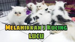 Banyak Melahirkan kucing yang lucu