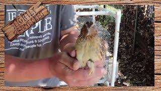 Culling Extra Roosters and How to Pick Which Ones to Keep - The SR Quail Update 8-28-17