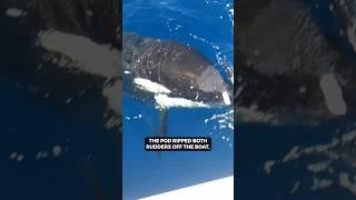 What happens during an orca boat attack
