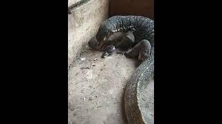 Pertarungan ular vs beyawak