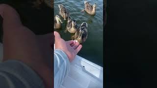 Feeding Wild Ducks On The Lake