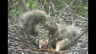 Night Heron Swallows Sibling Alive