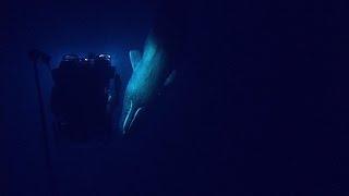 Rare Sperm Whale Encounter with ROV  Nautilus Live