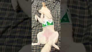 My Dogs Milk Challenge #shorts #funny #viral