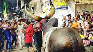 DANGEROUS KANKREJ OX HITLER FROM PATHAN CATTLE FARM #kolkatacow2024 #trending #viral #golbari