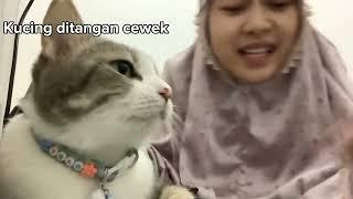 KUCING PELIHARAAN CEWEK VS COWOK