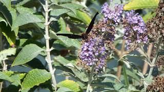 peacock butterfly