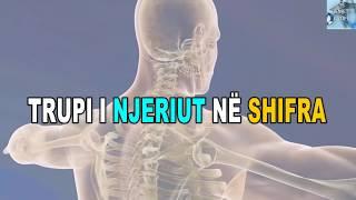 TRUPI I NJERIUT NË SHIFRA PËRBËRJA E NJERIUT