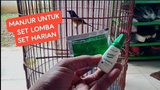 MURAI BATU GACOR KOSLET PAKE VITAMIN ANAK AYAM  @RadjaMurai