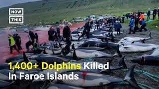 Record Number of Dolphins Killed in the Faroe Islands