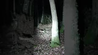 Why you should NEVER enter the woods at night