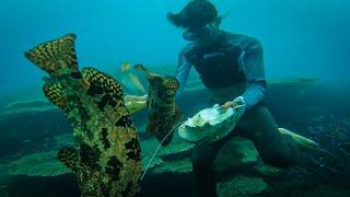 Hunting Grouper using Giant clam shell  Catch and Sell