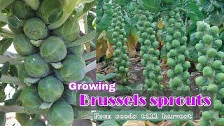 Growing Brussels sprouts at home  How to grow Brussels sprouts from seeds till harvest by NY SOKHOM