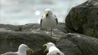 How Nature Works Gull Territoriality