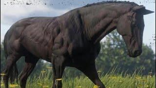 Rare horse locations rdr2