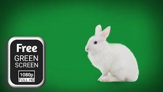 green screen rabbit walking  rabbit animation green screen  rabbit green screen video