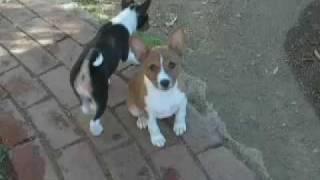 Yodeling Basenji Puppy