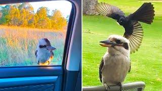 Ozzy Man Reviews Kookaburras