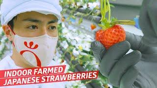 How This Indoor Vertical Farm Makes Perfect Japanese Strawberries — Vendors