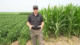 WM23- Corn Soybean and Tillage Effects