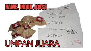 cara Meracik umpan Juara Super Premium #racikanumpanjitu #racikanumpanikanmas