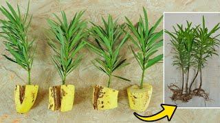 How to Grow Podocarpus in Bananas at home for beginners  Growing Podocarpus from branches