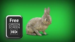 Green screen rabbit animation  Rabbit green screen video  Green screen animal videos