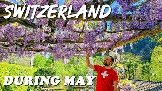 Traveling Switzerland in MAY? What you need to know Weather and more Full Travel Guide