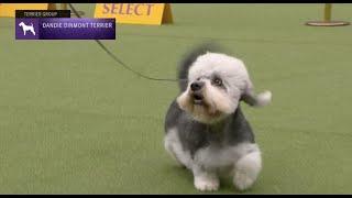 Dandie Dinmont Terriers  Breed Judging 2023