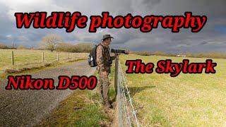 photography. The skylark. Nikon D500