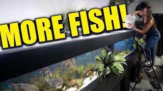 MORE FISH added to the 16 foot aquarium the king of DIY