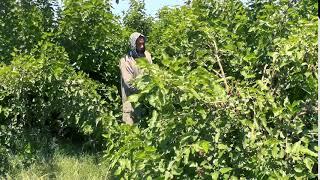 VPA  COPYRIGHT FREE Egyptian_farmer_in_a_berry_field