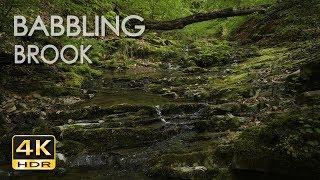 4K HDR Babbling Brook - Trickling Forest Creek - Water Sounds - Relaxing Nature Video