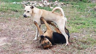 Bally is the bone in the throat of Blacky dog  # 2084 Nature Show