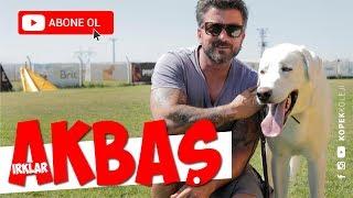 Dog Breeds - Akbaş