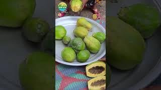 CUTTING 100 KG Brinjal to Make Bhorta #vegtablecutting #villagecooking #bengalifood #food