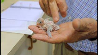 How to put a ring leg band on a bird -budgie parakeet parrot finch canary