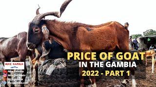 Price of GOAT in Africa The Gambia Part 1