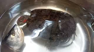 Черепаха против лосося Сахалин