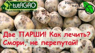 ШОК что я увидел на Ютуб-канале Не слушайте ГЛУПЫХ о... защите растений Две парши - два решения