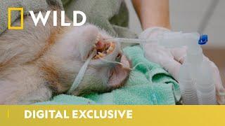 Saving A Baby Monkey During A Tough Birth  Secrets Of The Zoo  National Geographic WILD UK