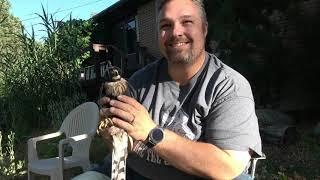 Catching a Hawk For Falconry