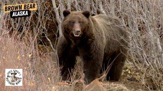 Four Epic Hunts for Giant Brown Bear in Alaska