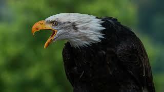 Eagle sound effect eagle screaming and calling sfx eagle sound to scared birds natural real sound